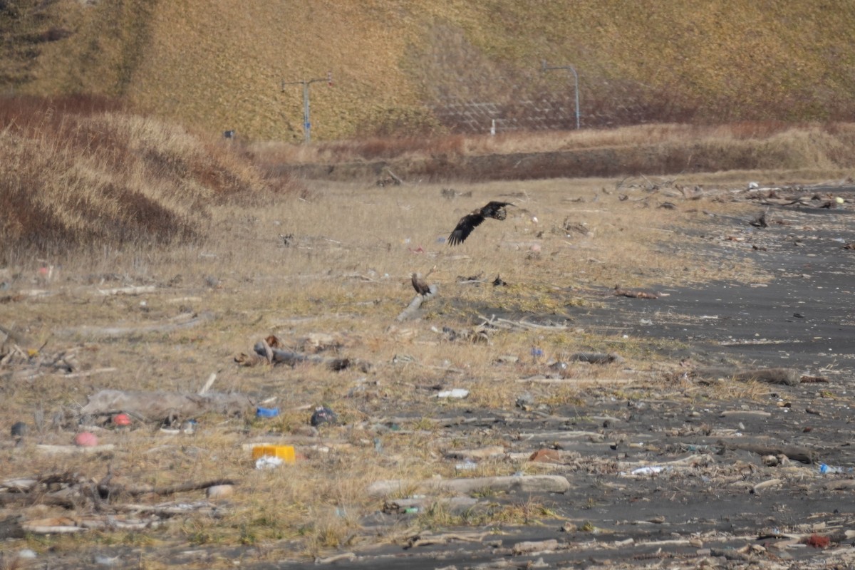 白尾海鵰 - ML646271098