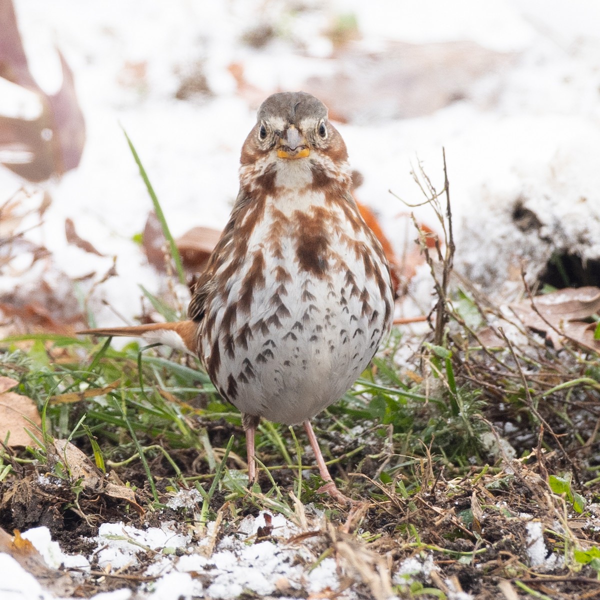 Fox Sparrow - ML646271100