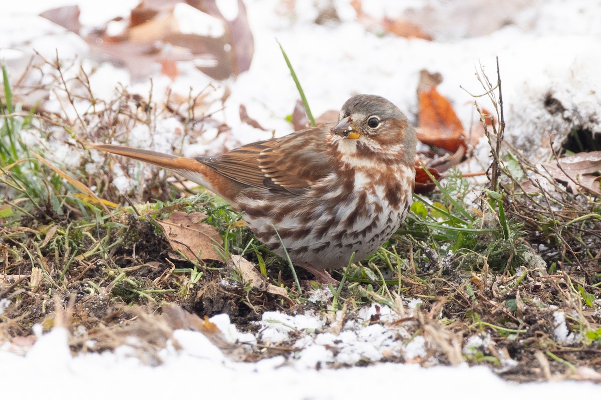 Fox Sparrow - ML646271101