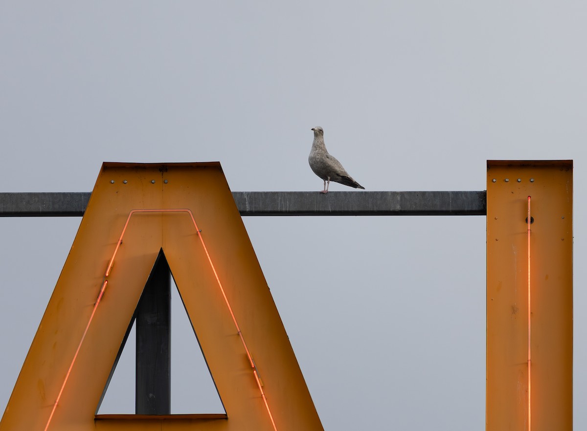 Мартин гренландський (підвид thayeri) - ML646271121