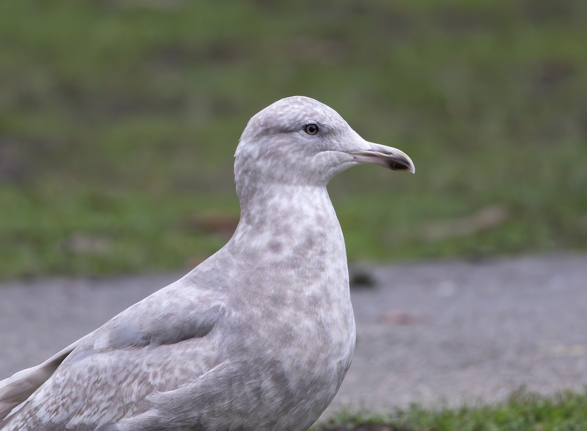 Мартин гренландський (підвид thayeri) - ML646271122