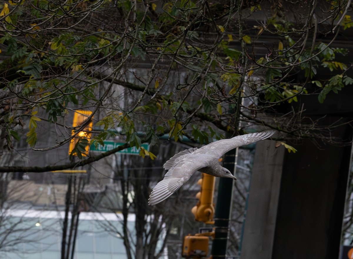 Мартин гренландський (підвид thayeri) - ML646271124