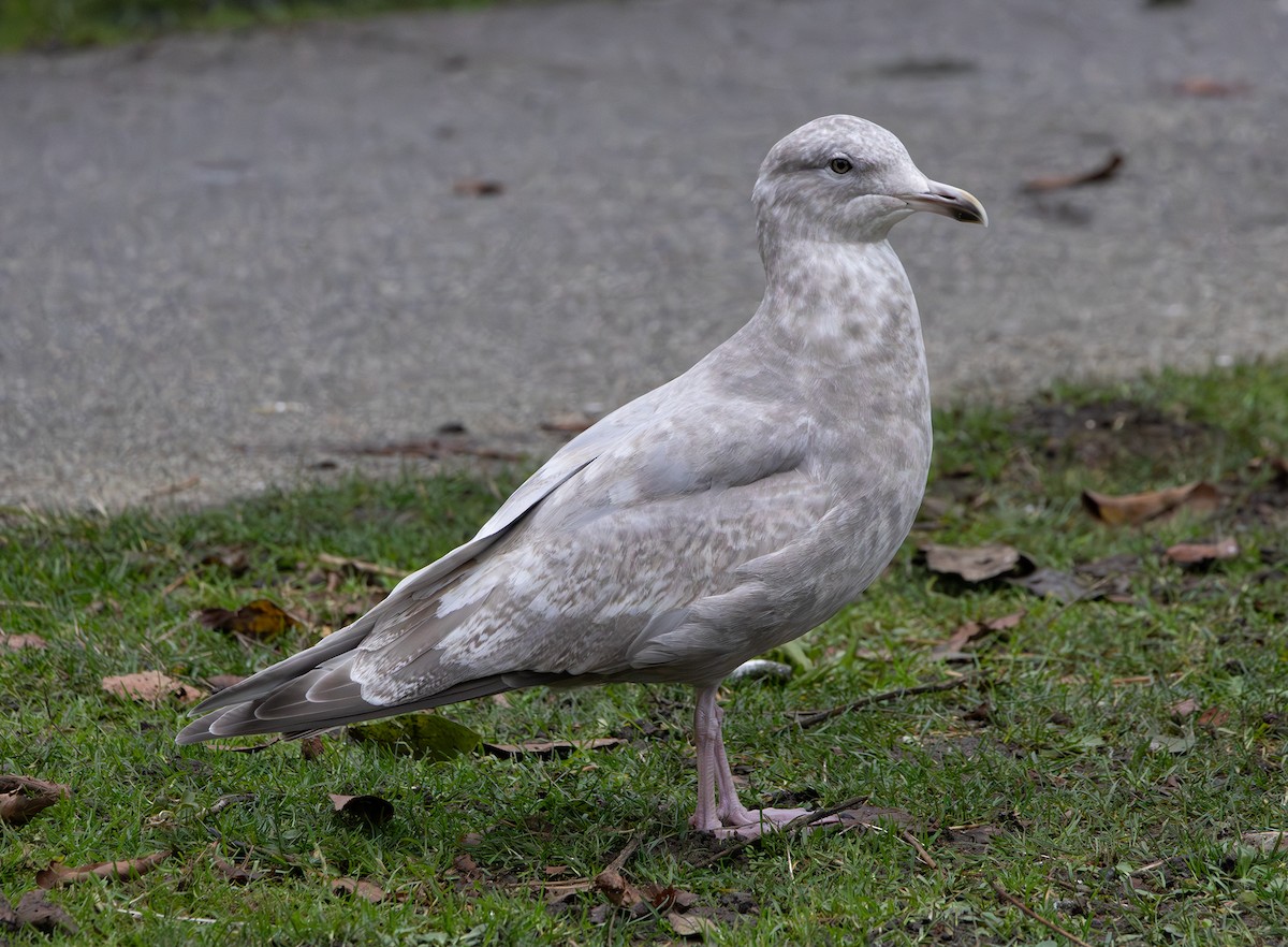 Мартин гренландський (підвид thayeri) - ML646271125
