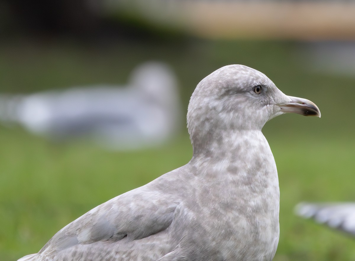 Мартин гренландський (підвид thayeri) - ML646271126