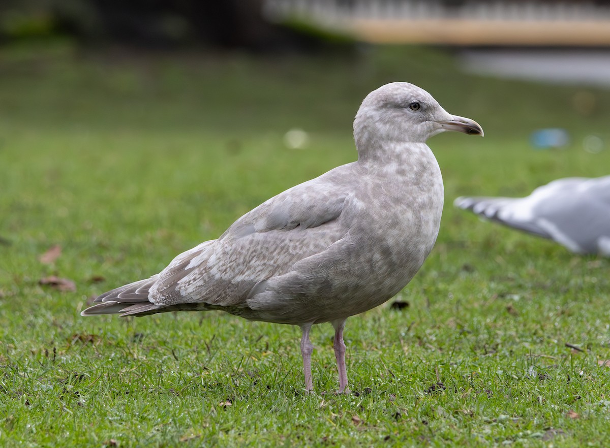 Мартин гренландський (підвид thayeri) - ML646271127