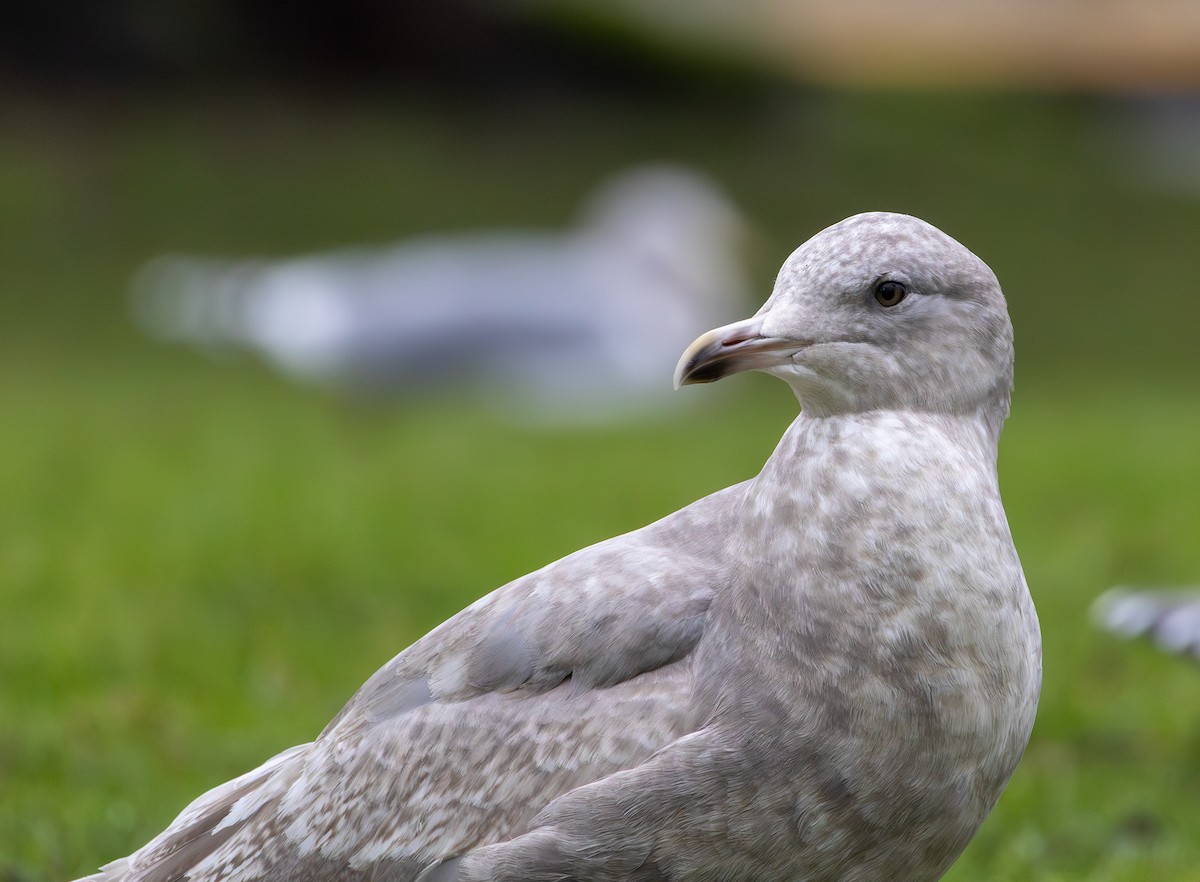 Мартин гренландський (підвид thayeri) - ML646271128