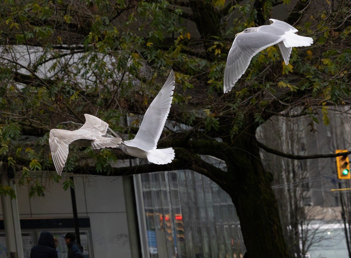 Мартин гренландський (підвид thayeri) - ML646271129