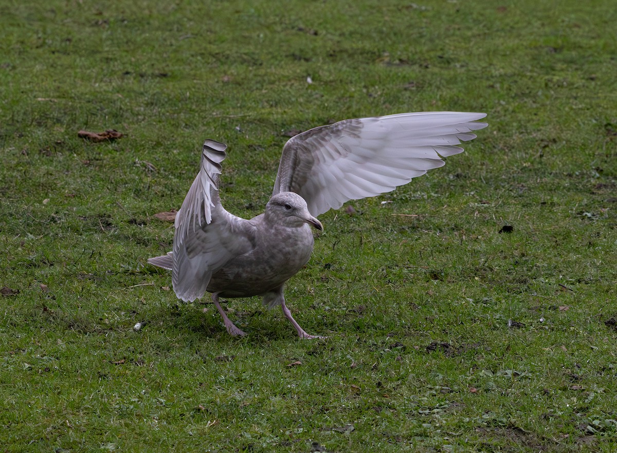 Мартин гренландський (підвид thayeri) - ML646271131
