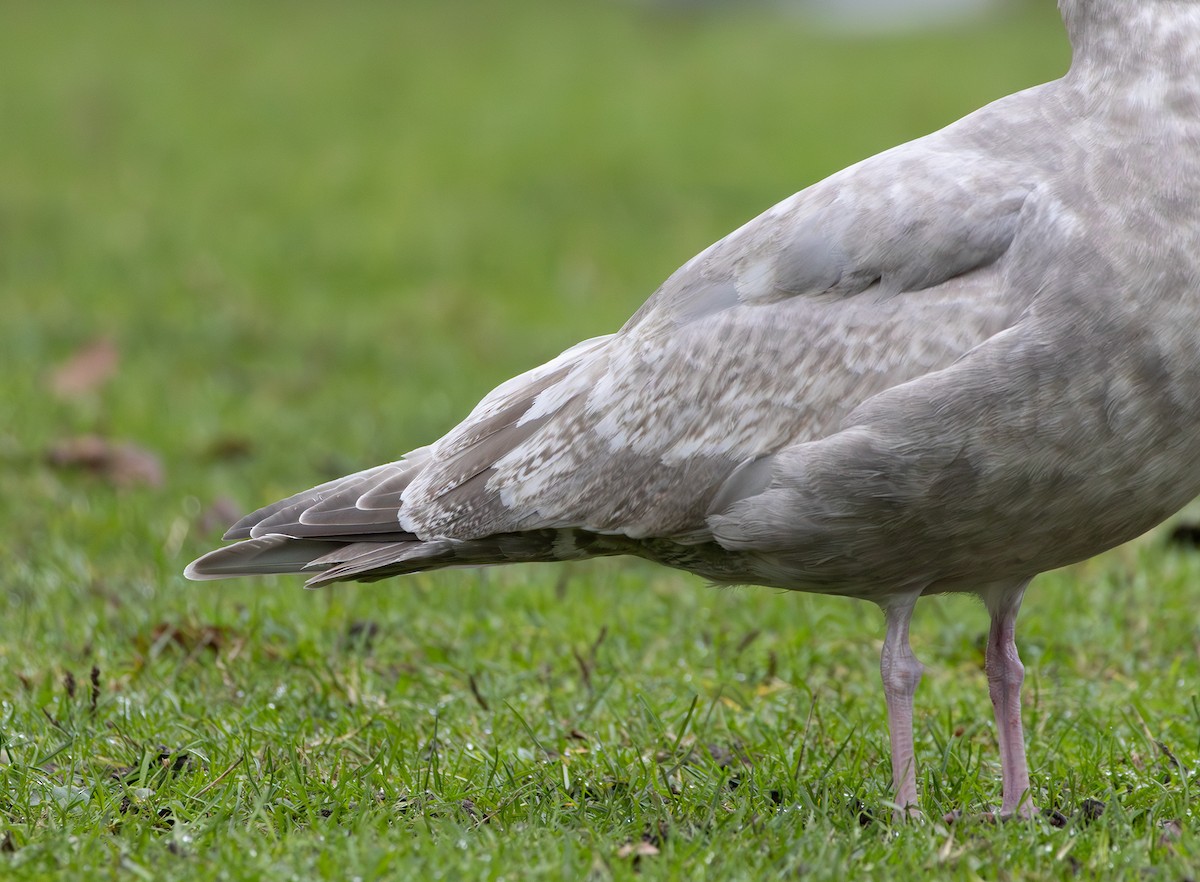 Мартин гренландський (підвид thayeri) - ML646271133