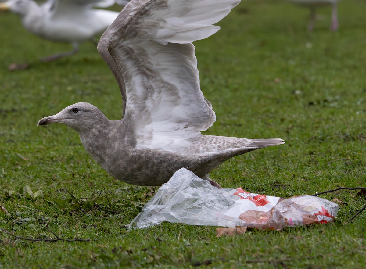 Мартин гренландський (підвид thayeri) - ML646271134