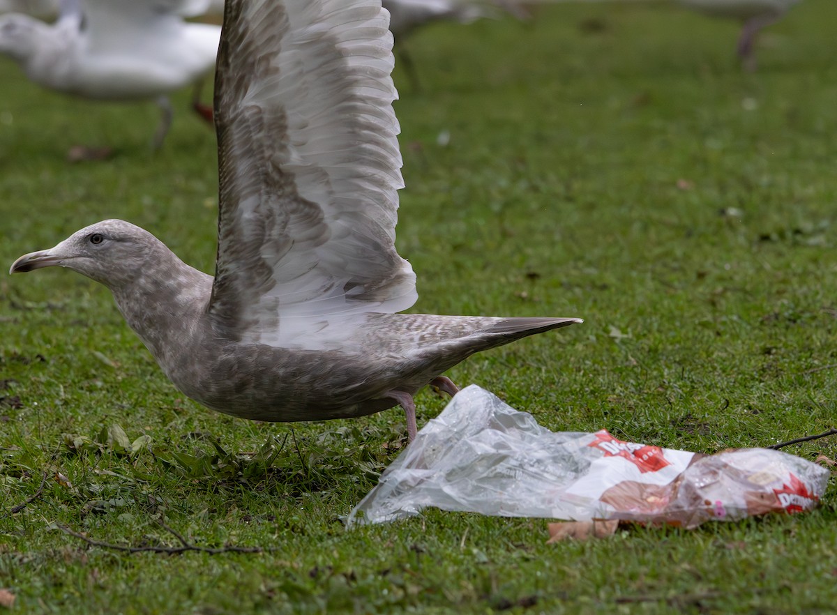 Мартин гренландський (підвид thayeri) - ML646271135