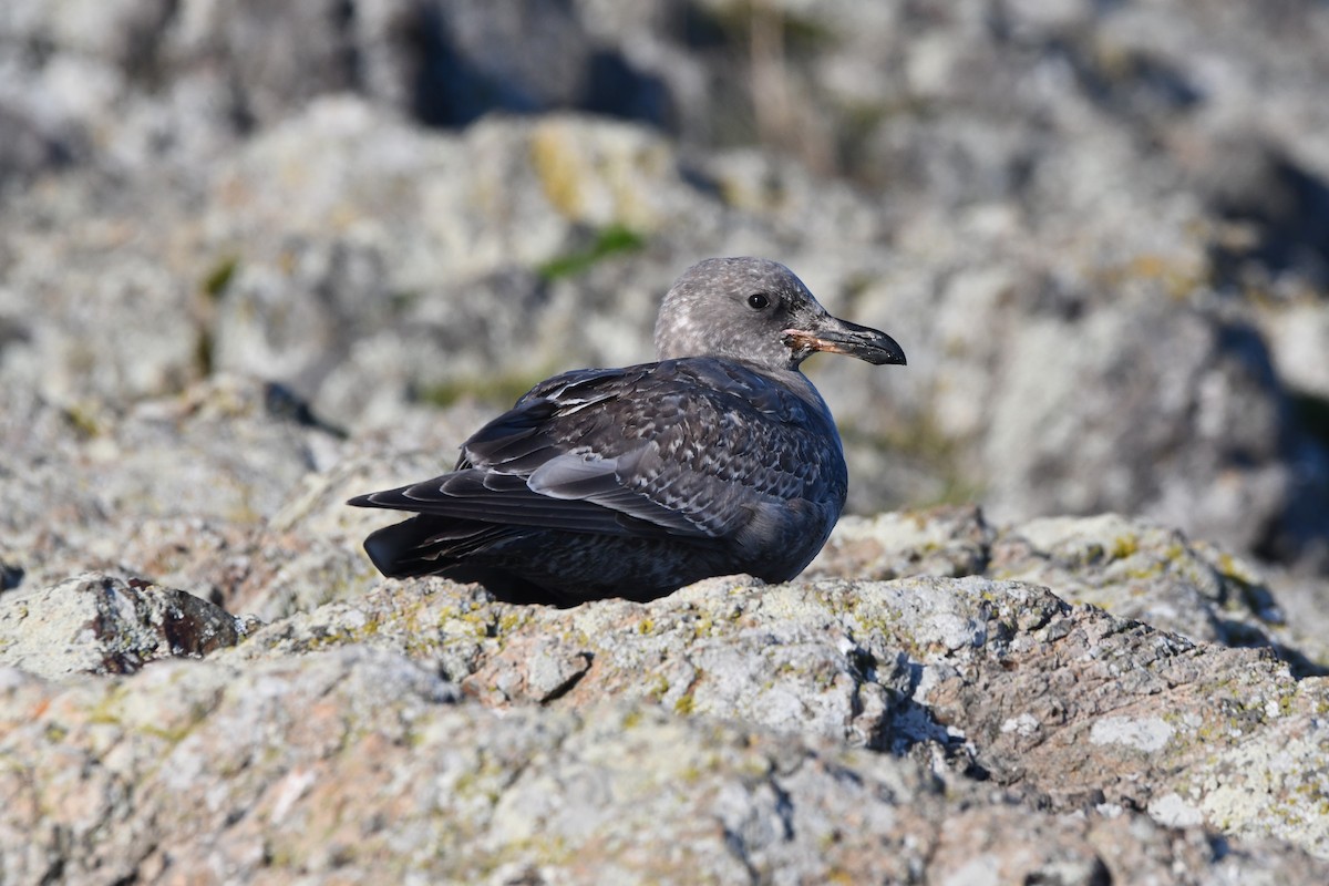 Western x Glaucous-winged Gull (hybrid) - ML646271140