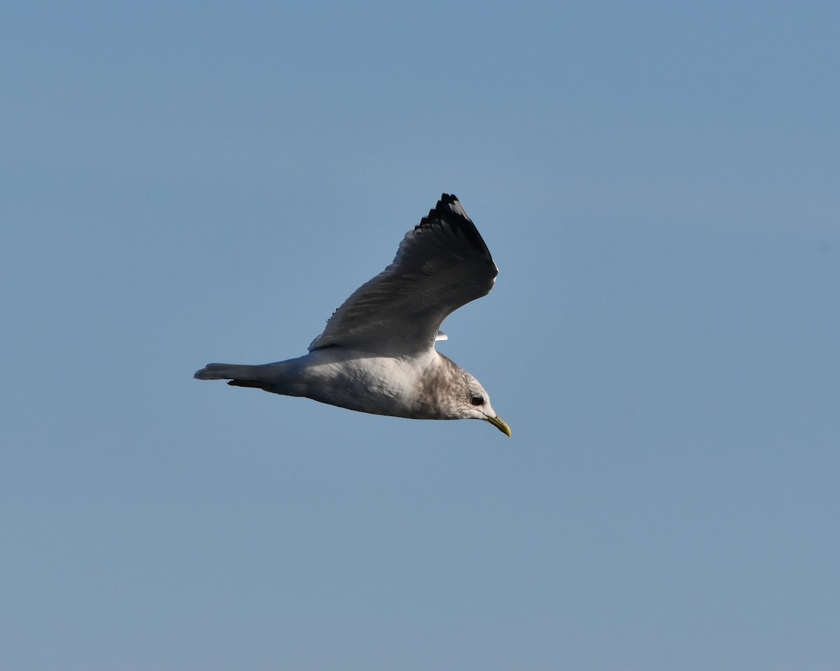 Short-billed Gull - ML646271143