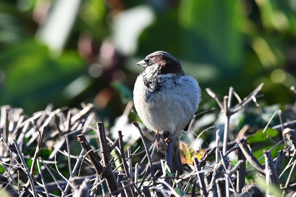 House Sparrow - ML646271146