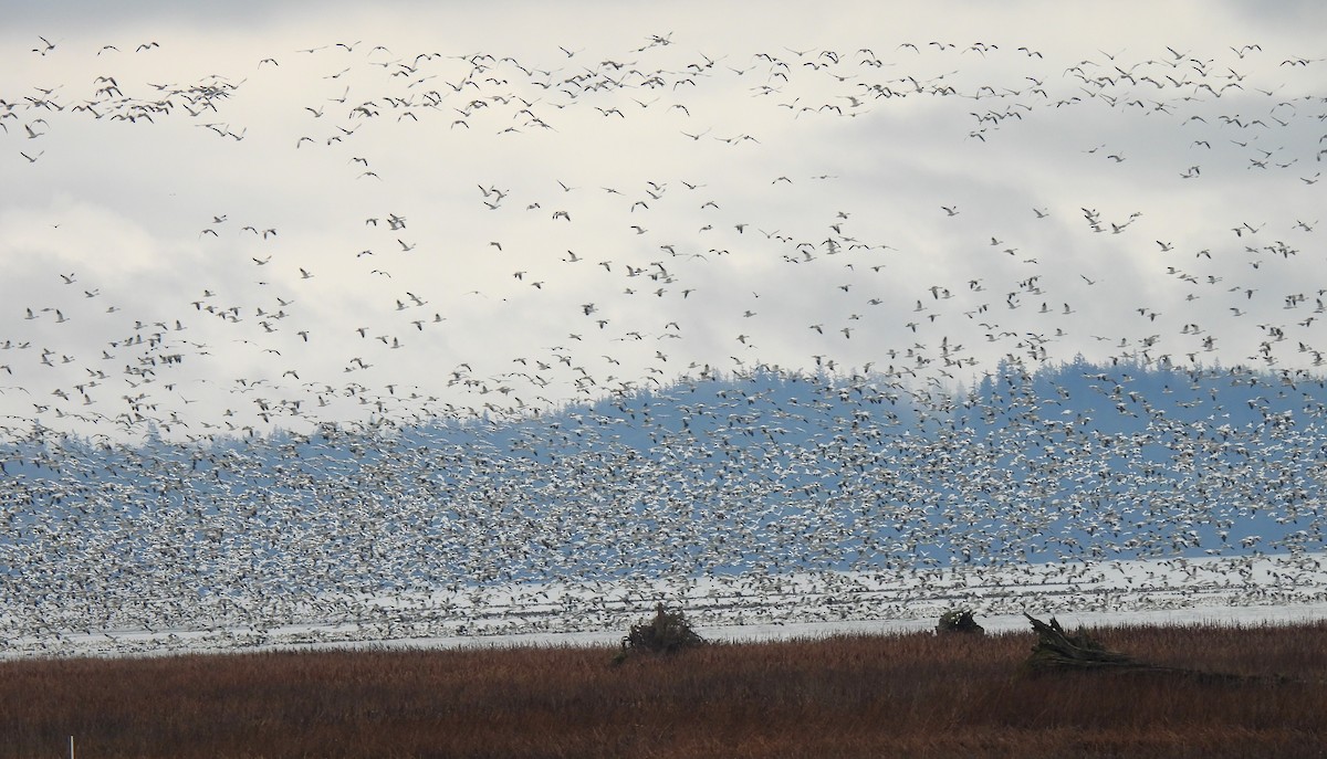 Snow Goose - ML646271147