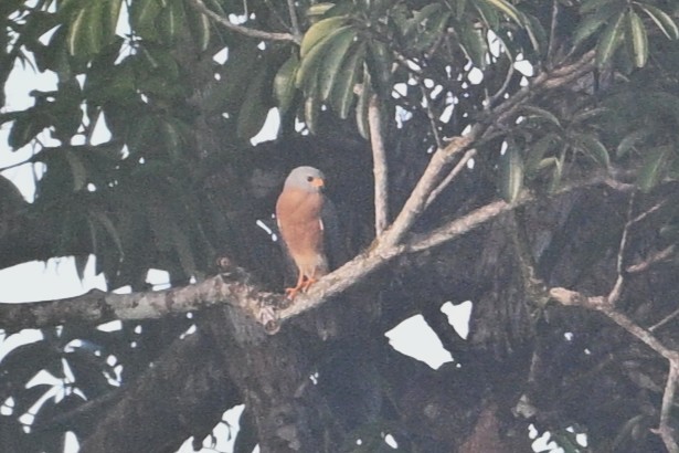 protevshauk - ML646271148