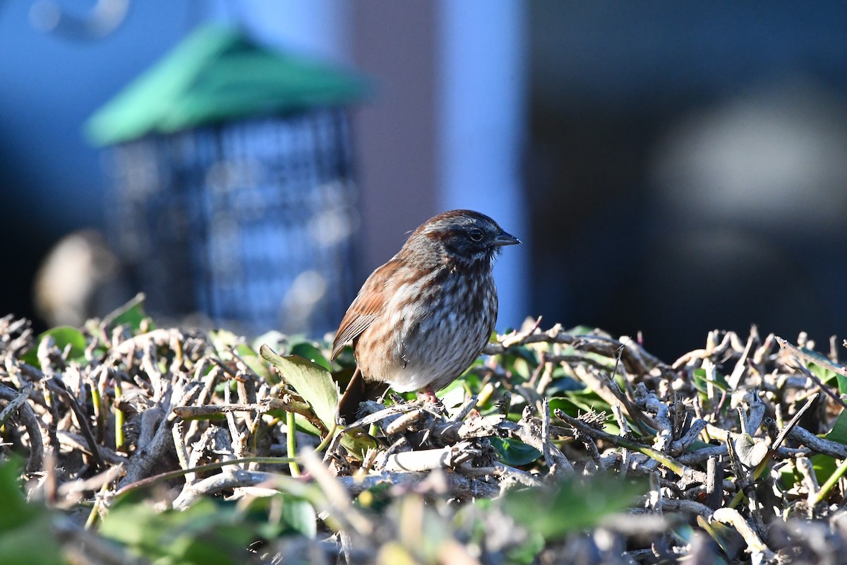 Song Sparrow - ML646271149