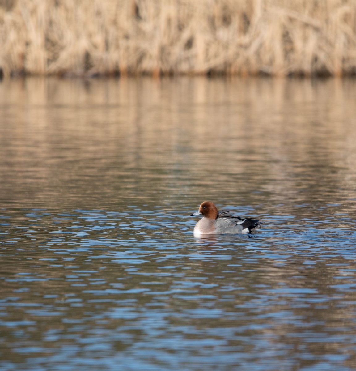 赤頸鴨 - ML646271178