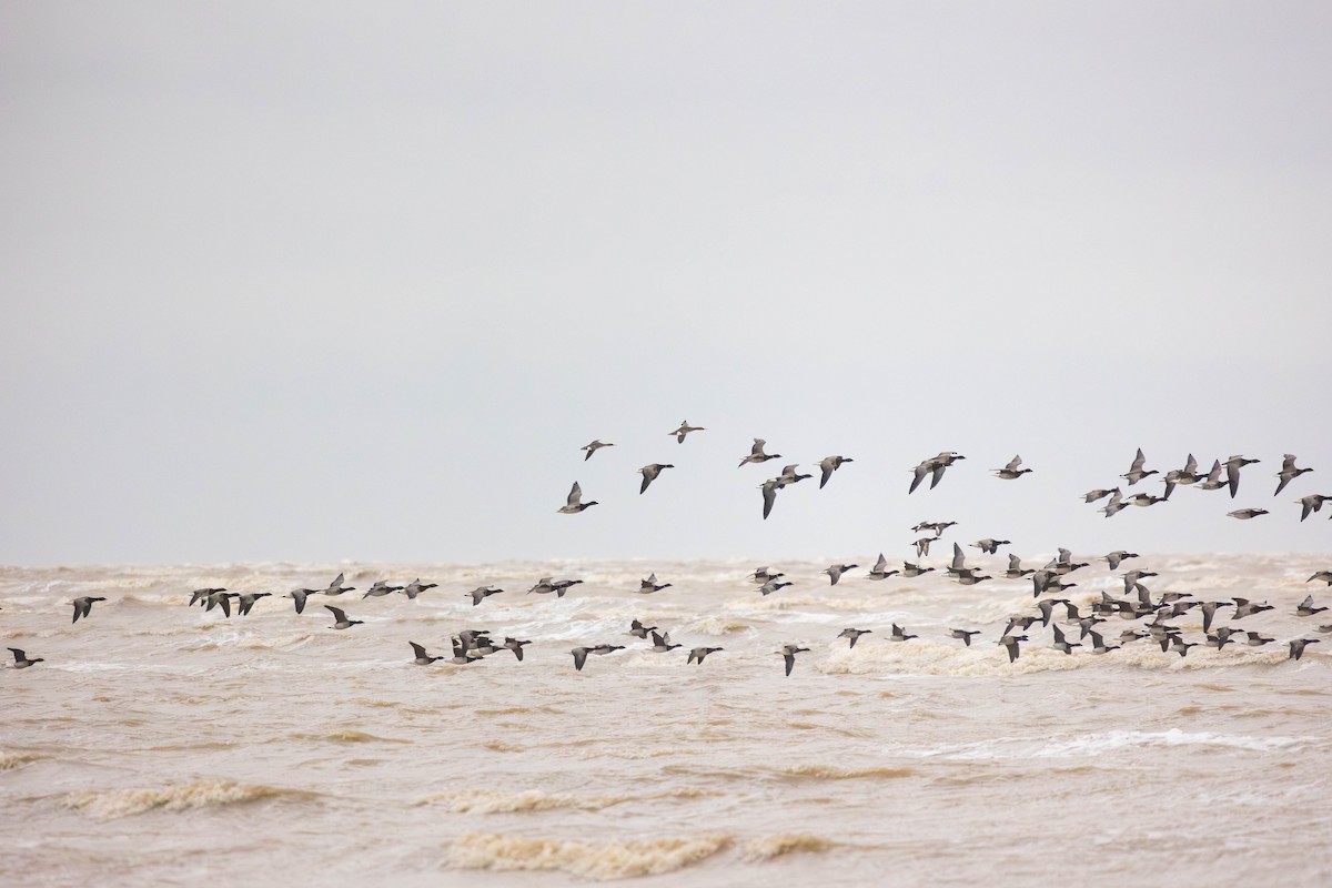 Red-breasted Merganser - ML646271188