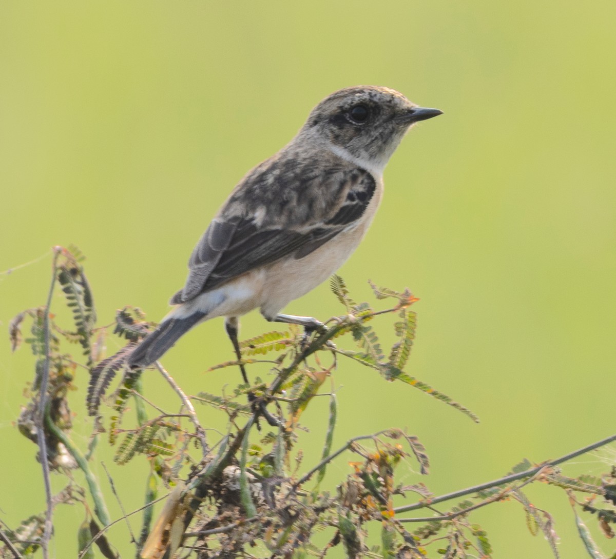 Siberian Stonechat - ML646271201