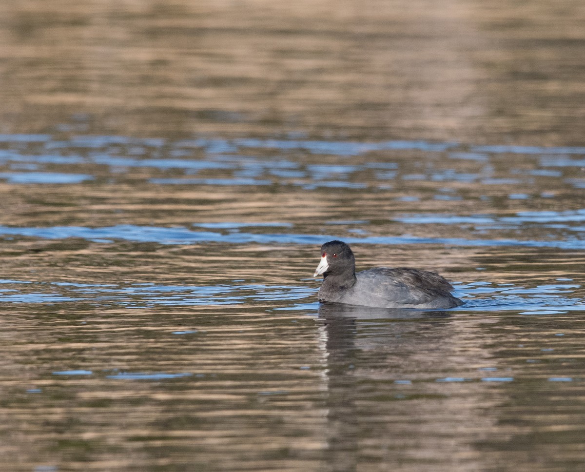 American Coot - ML646271202