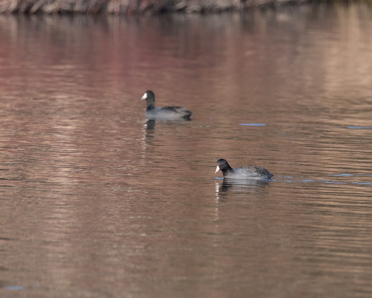 American Coot - ML646271203