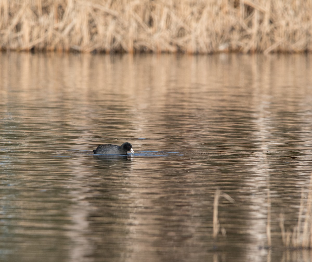 American Coot - ML646271204
