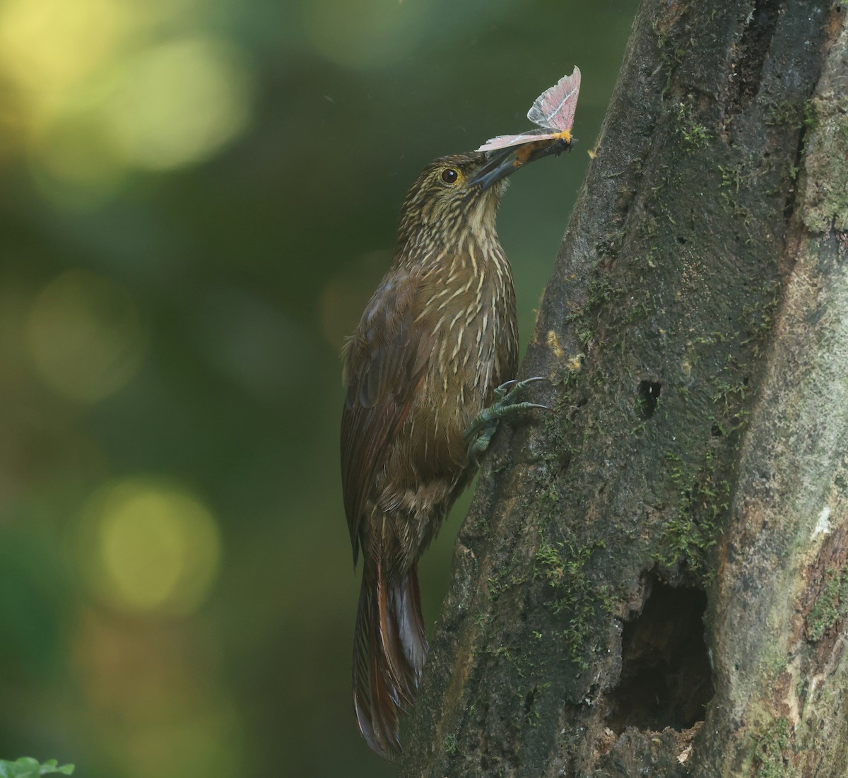 meiseltreløper - ML646271209