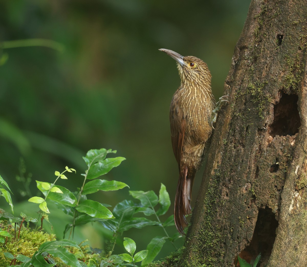 meiseltreløper - ML646271210