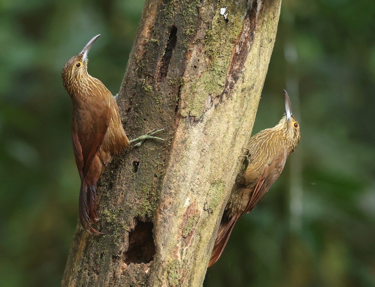 meiseltreløper - ML646271211