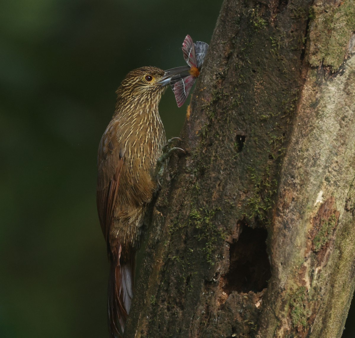 meiseltreløper - ML646271212