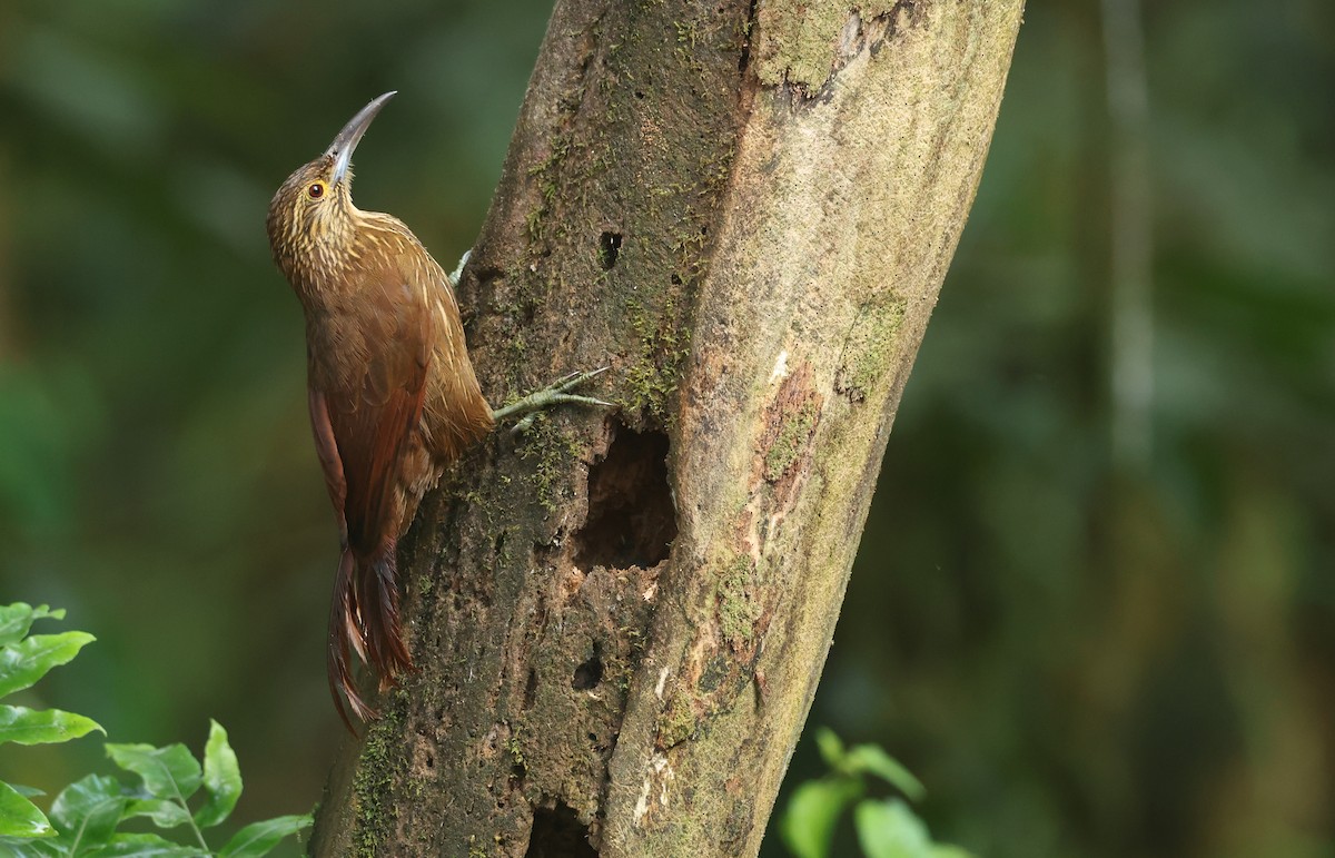 meiseltreløper - ML646271213