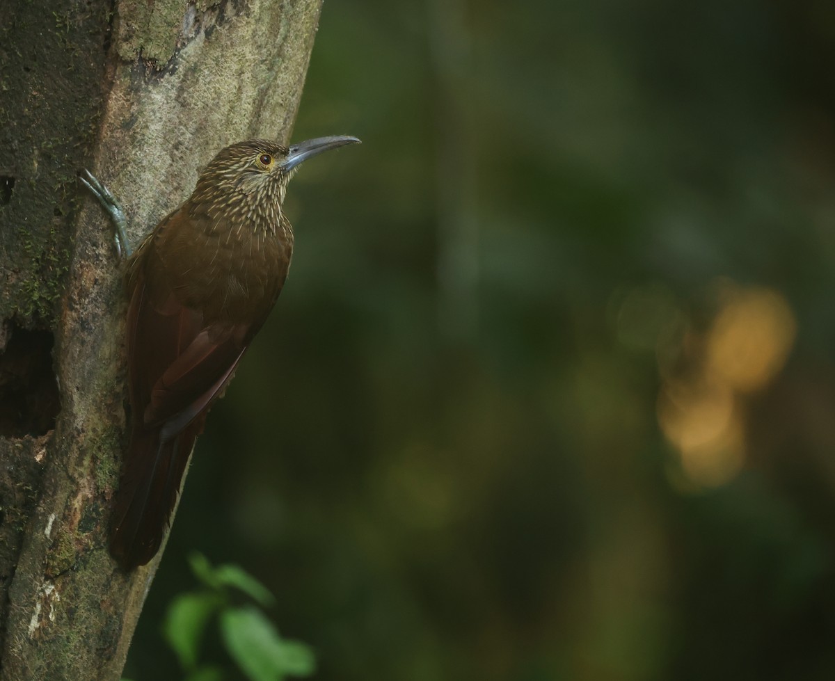 meiseltreløper - ML646271214