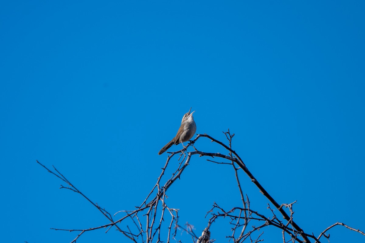 Bewick's Wren - ML646271216