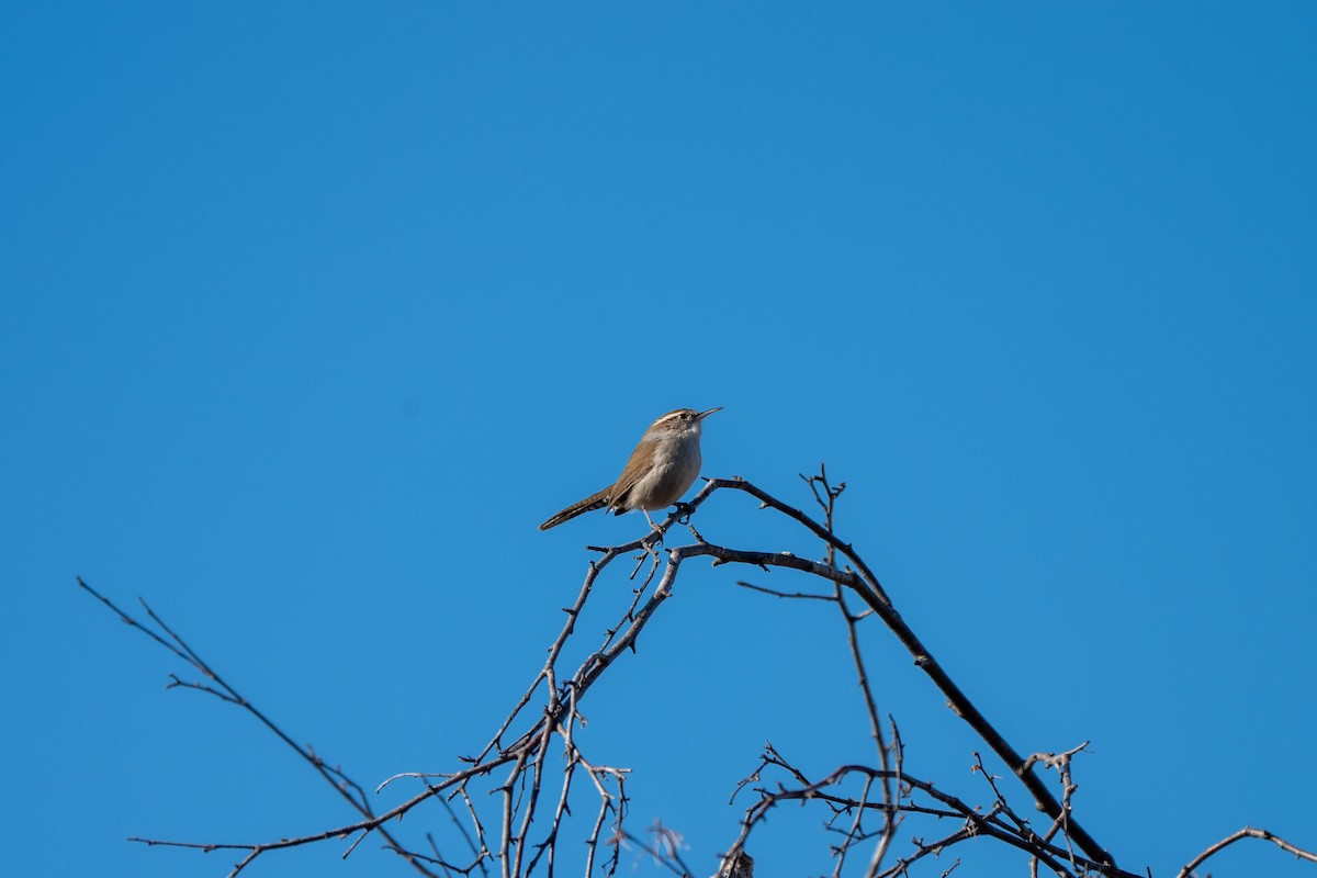 Bewick's Wren - ML646271217