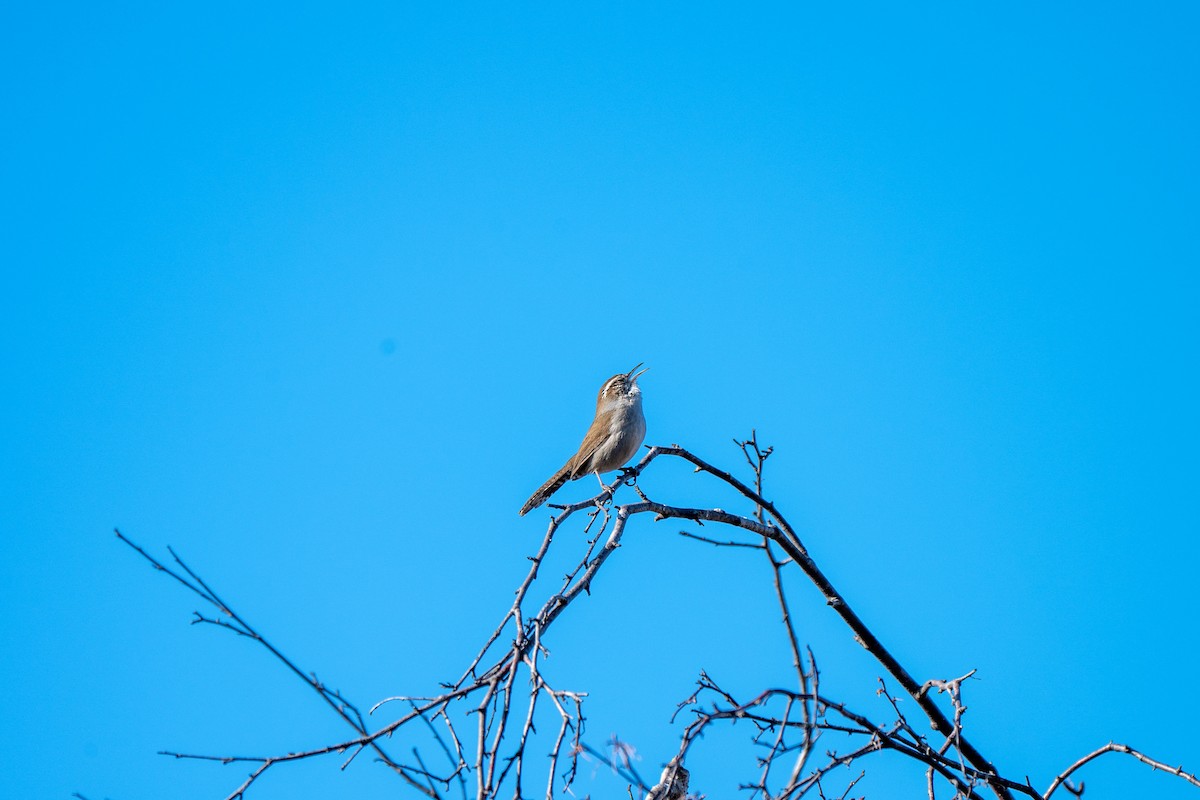 Bewick's Wren - ML646271218