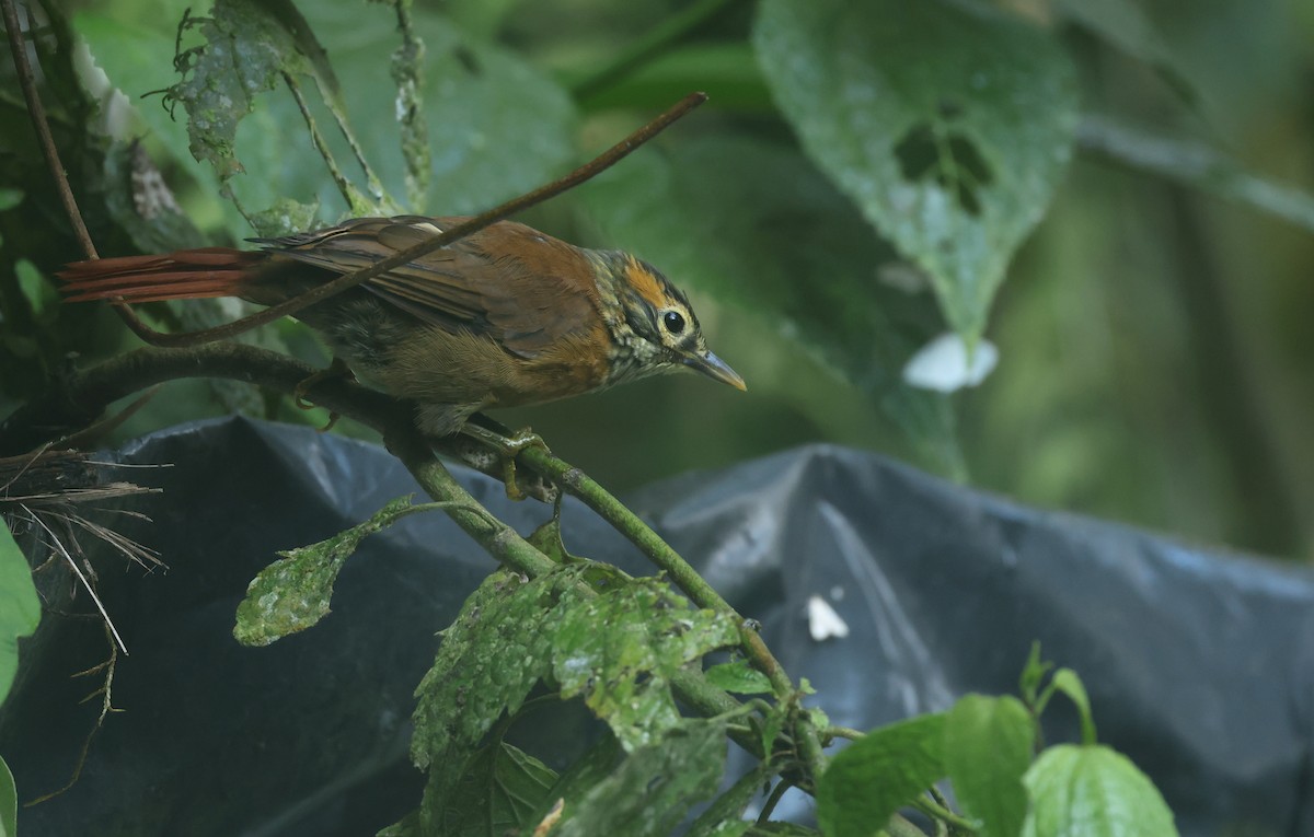 okerbrilleløvgransker - ML646271225