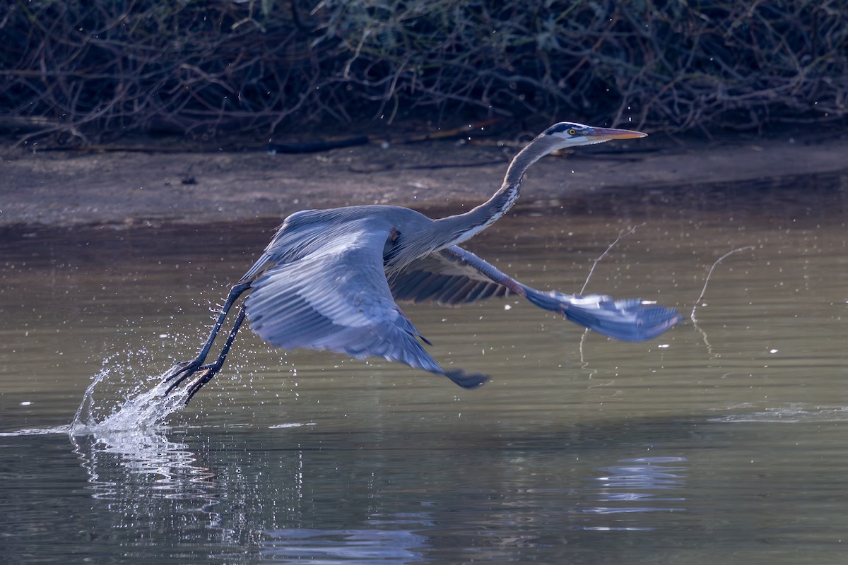 Great Blue Heron - ML646271227