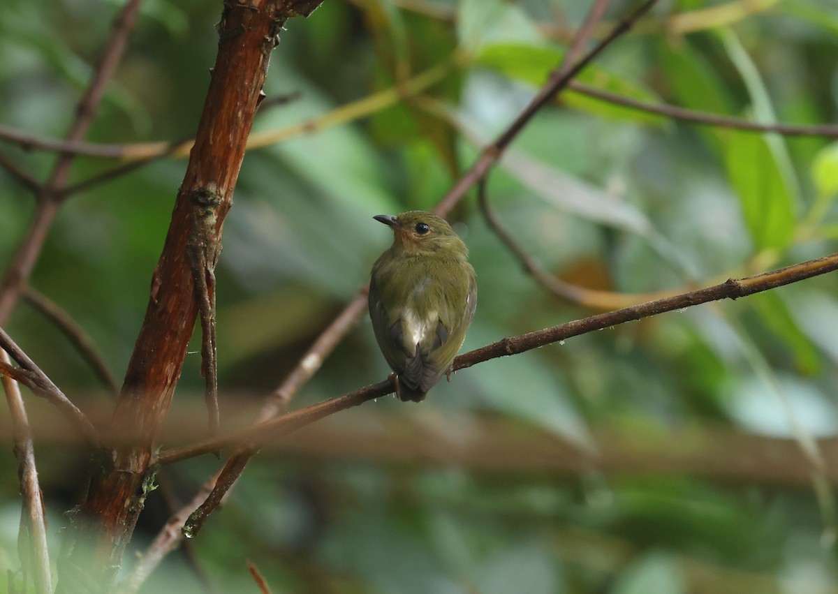 bølgevingemanakin - ML646271228