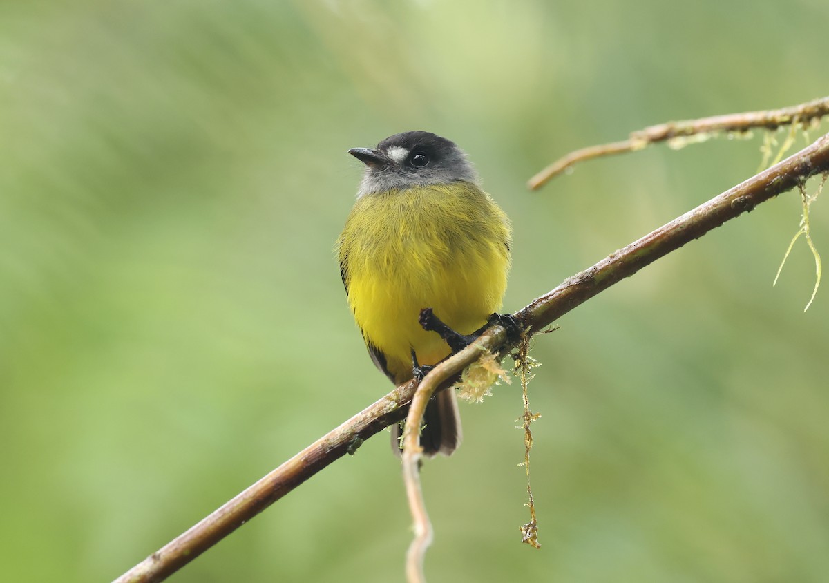 ornattyrann - ML646271232