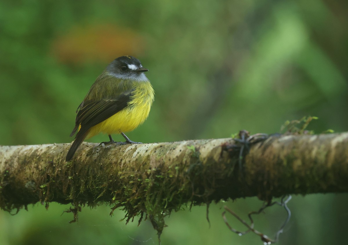 ornattyrann - ML646271233