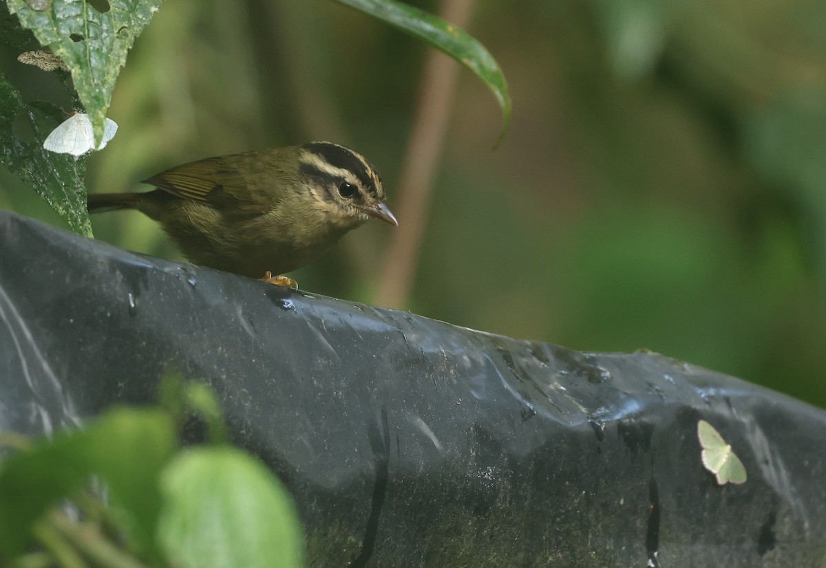 stripehodeparula - ML646271235