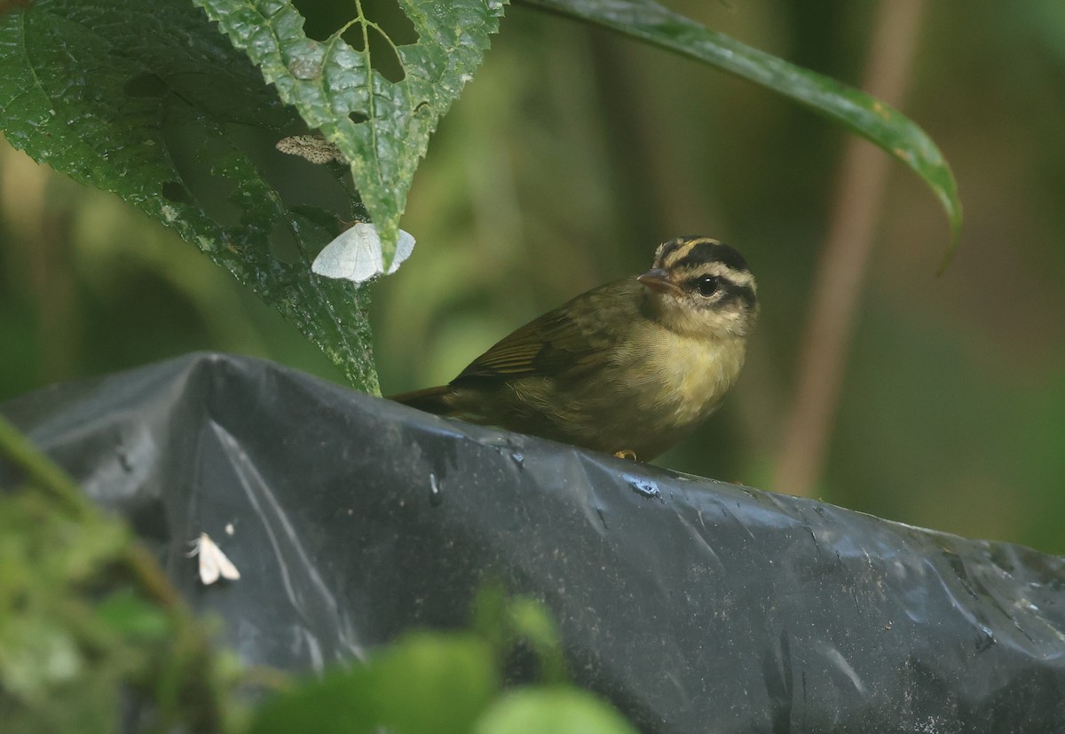stripehodeparula - ML646271236