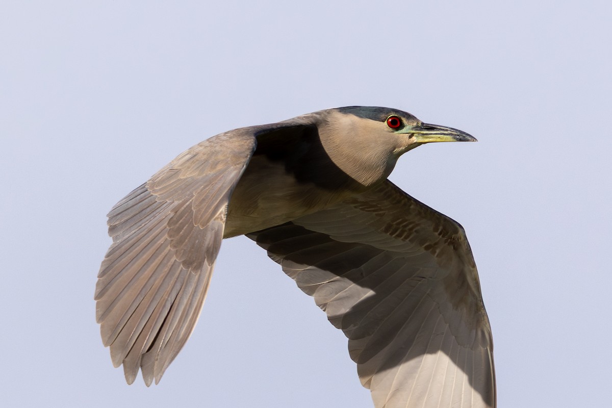 Nitticora - ML646271237