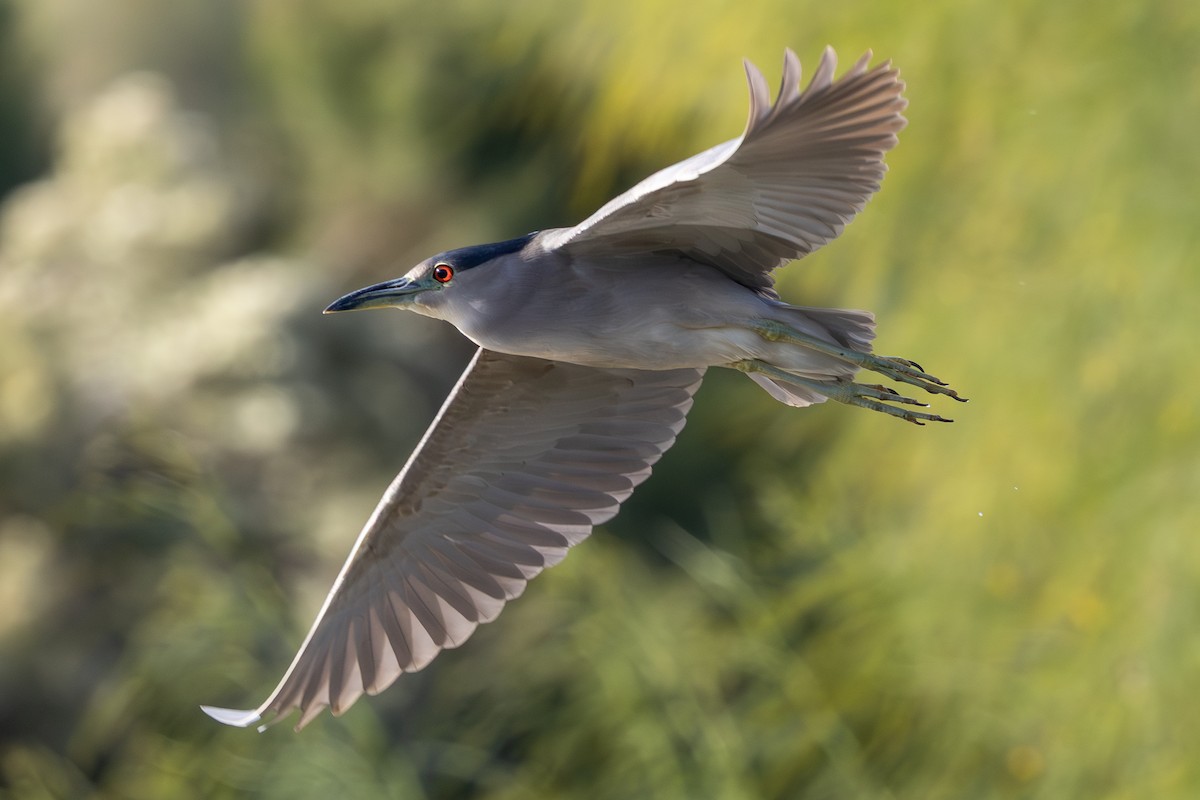 Nitticora - ML646271238