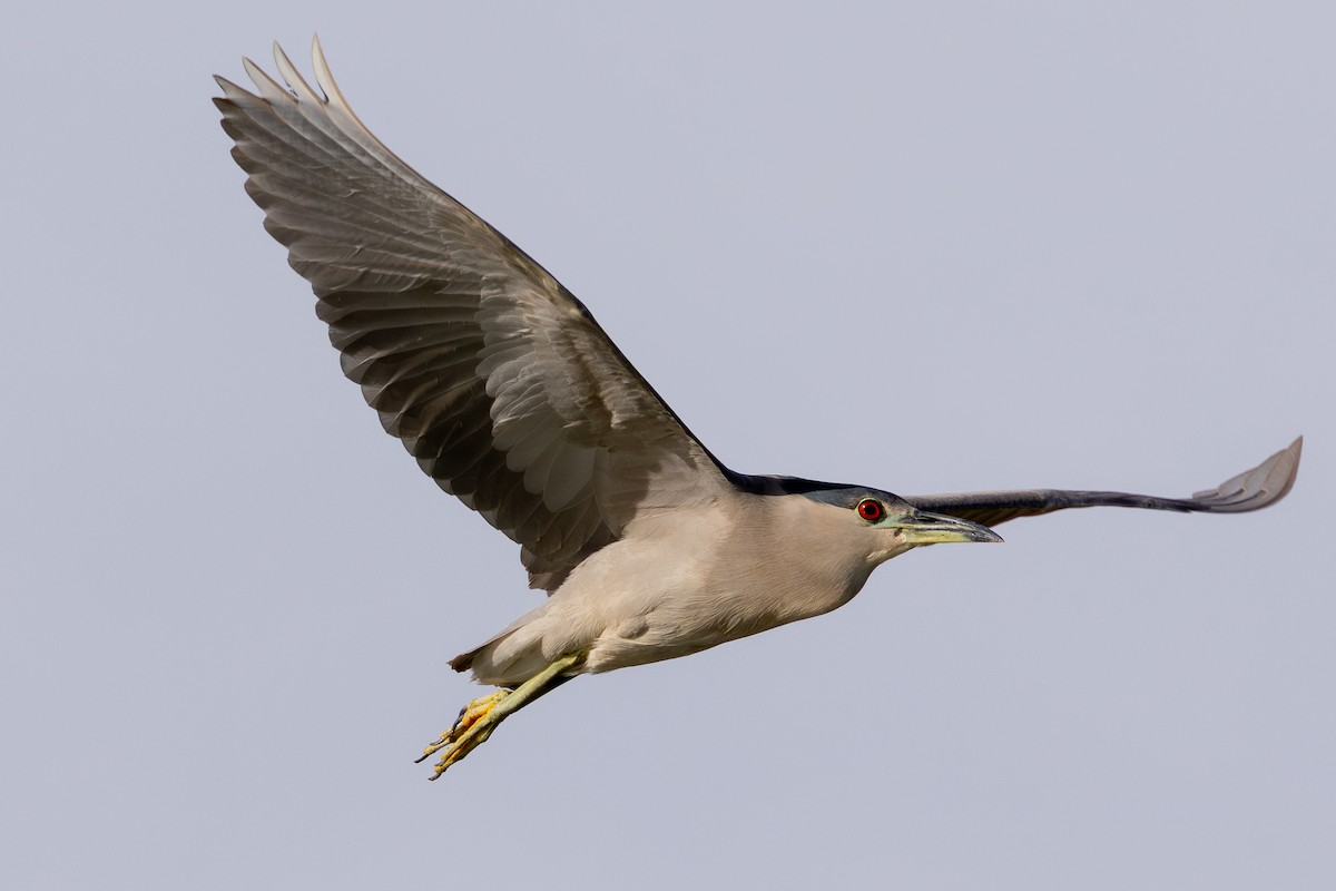 Nitticora - ML646271239