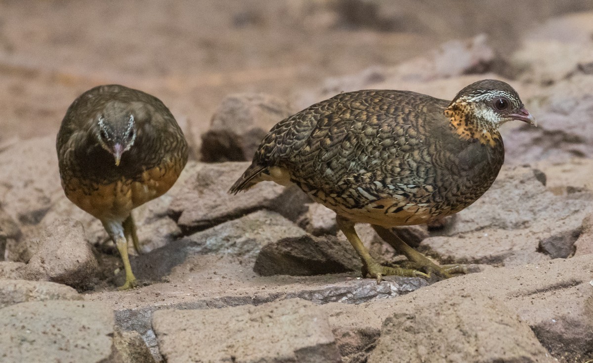 Scaly-breasted Partridge - ML646271240