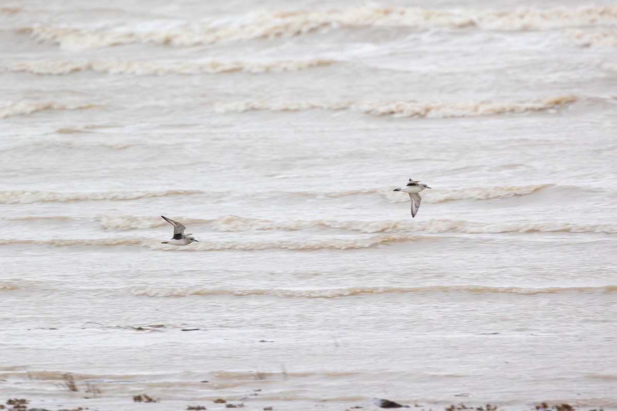Black-bellied Plover - ML646271241