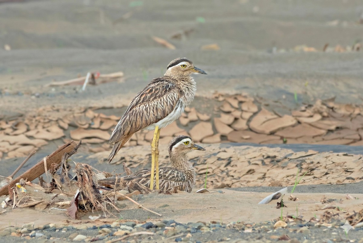 amerikatriel - ML646271243