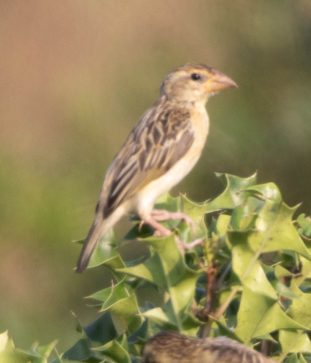 bayavever - ML646271252